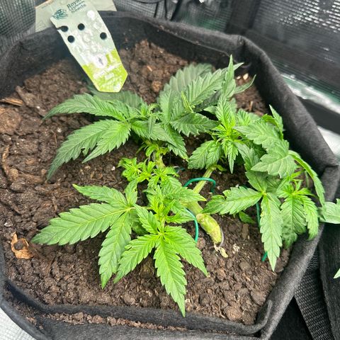 Green Gelato & FAT Banana growlog photo: Green Gelato LST