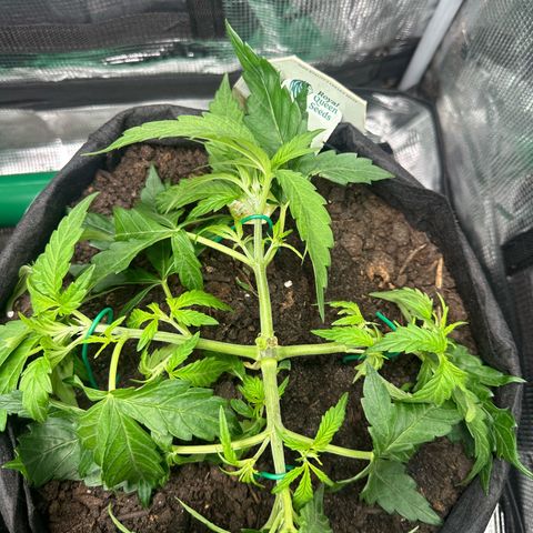 Green Gelato & FAT Banana growlog photo: FAT Banana topping & start 