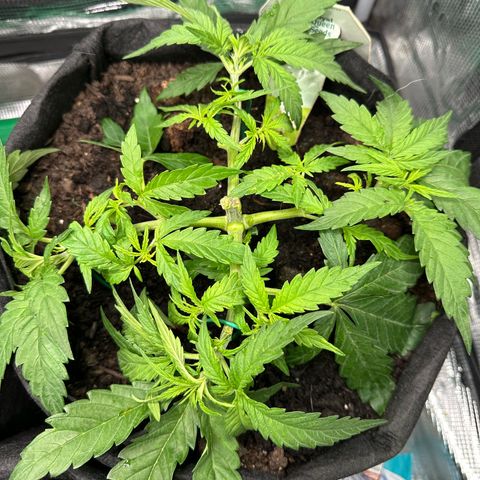 Green Gelato & FAT Banana growlog photo: FAT Banana