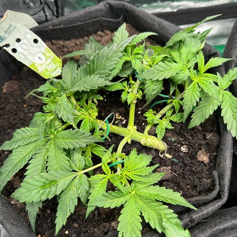 Green Gelato & FAT Banana growlog photo: Green Gelato 