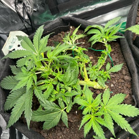Green Gelato & FAT Banana growlog photo: Green Gelato LST