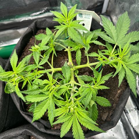 Green Gelato & FAT Banana growlog photo: Fat Banana topping & LST