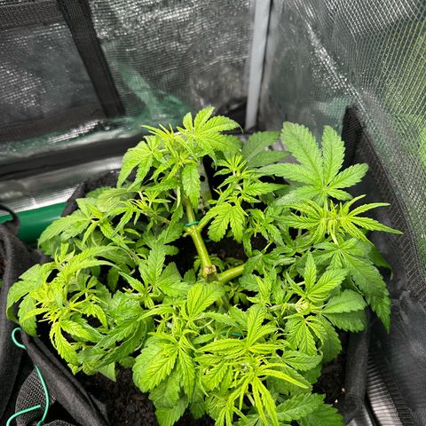 Green Gelato & FAT Banana growlog photo: Fat Banana 