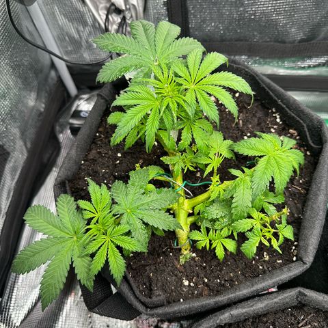 Green Gelato & FAT Banana growlog photo: Green Gelato