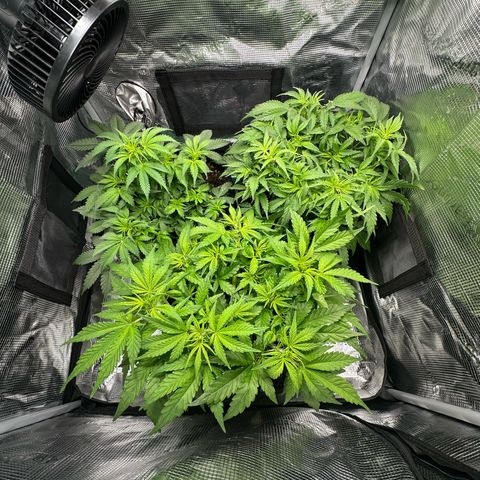 Green Gelato & FAT Banana growlog timeline photo