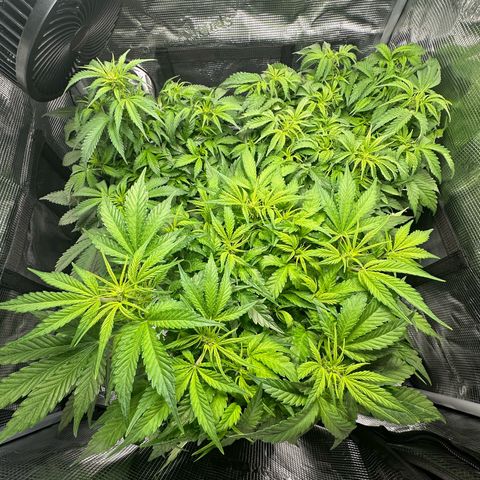 Green Gelato & FAT Banana growlog timeline photo