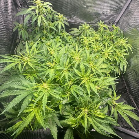 Green Gelato & FAT Banana growlog timeline photo