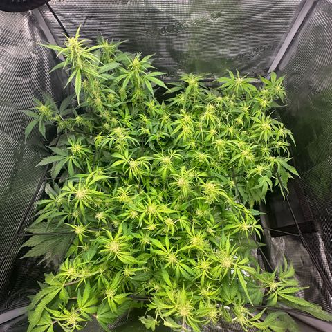 Green Gelato & FAT Banana growlog timeline photo