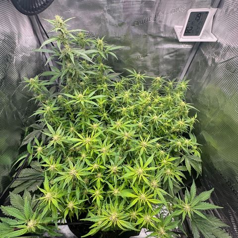 Green Gelato & FAT Banana growlog timeline photo