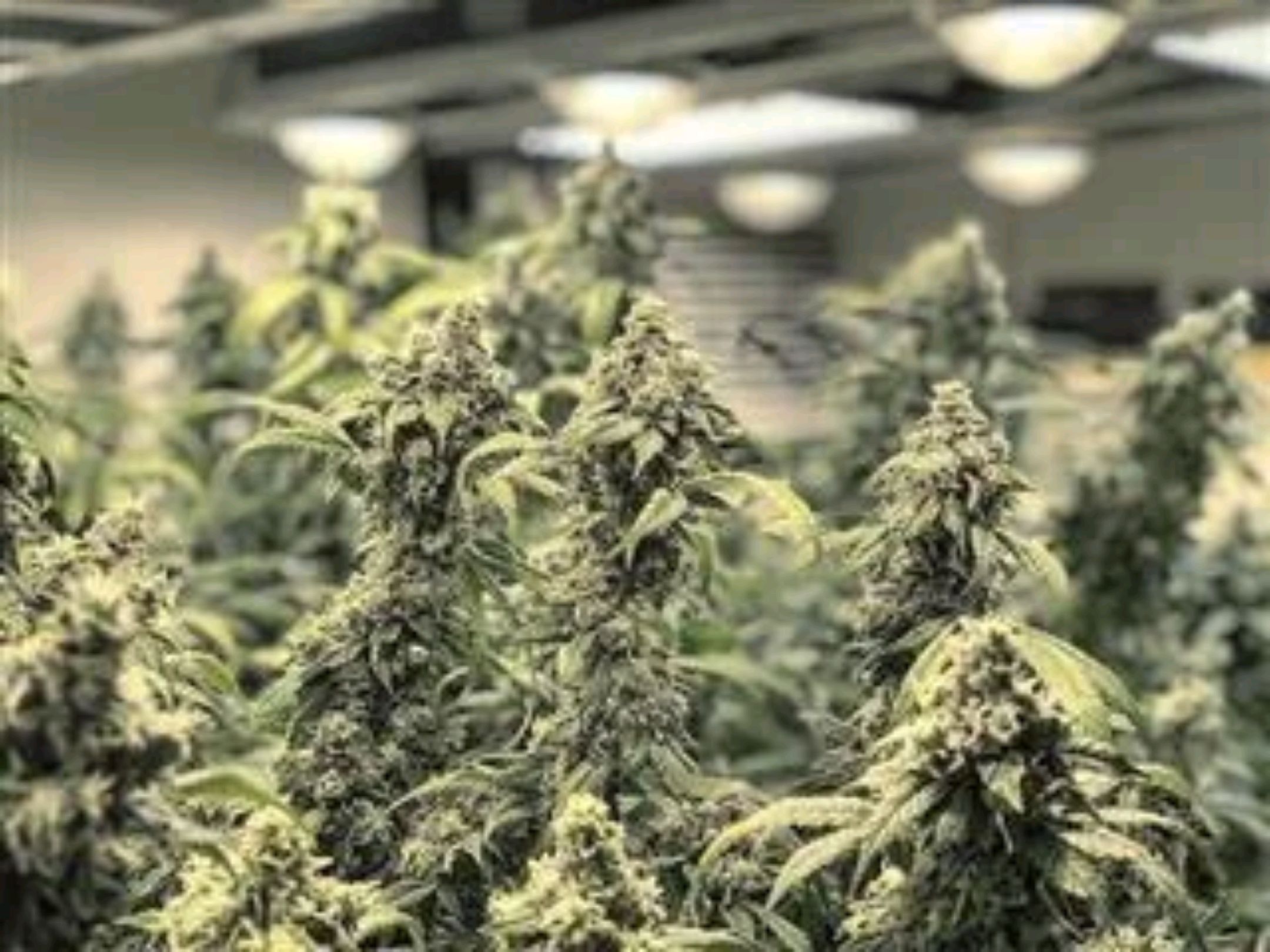 Bruce Banner growlog header