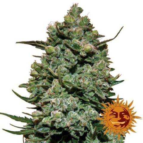 Cookies Kush #1 growlog timeline photo
