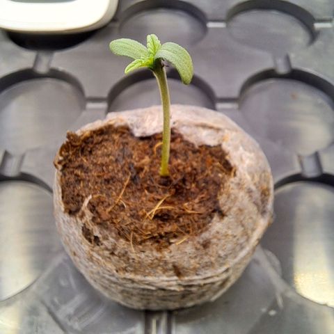 Cookies Kush #1 growlog timeline photo