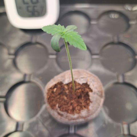 Cookies Kush #1 growlog timeline photo