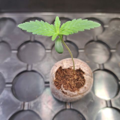 Cookies Kush #1 growlog timeline photo