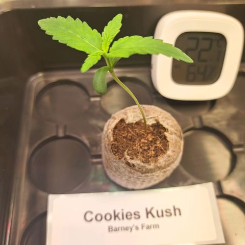 Cookies Kush #1 growlog timeline photo