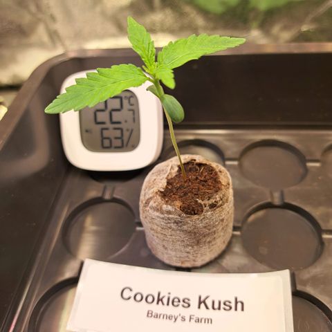 Cookies Kush #1 growlog timeline photo