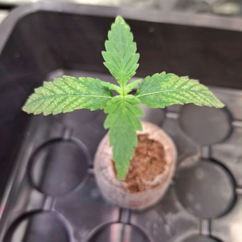 Cookies Kush #1 growlog photo: Verfärbungen an den Blättern