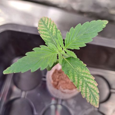 Cookies Kush #1 growlog timeline photo