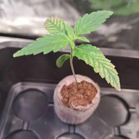 Cookies Kush #1 growlog timeline photo