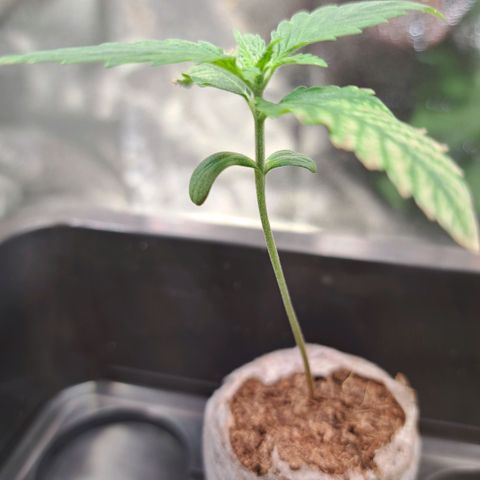 Cookies Kush #1 growlog timeline photo