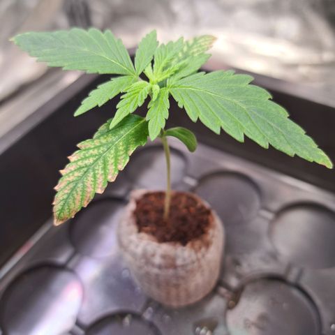Cookies Kush #1 growlog timeline photo