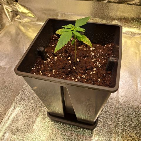 Cookies Kush #1 growlog photo: 3,4 L Biobizz Light-Mix