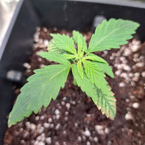 Cookies Kush #1 growlog timeline photo