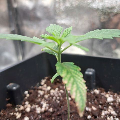Cookies Kush #1 growlog timeline photo