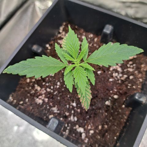 Cookies Kush #1 growlog timeline photo