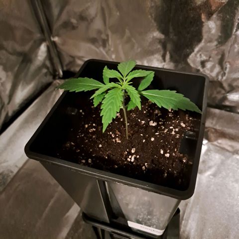 Cookies Kush #1 growlog timeline photo