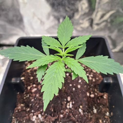Cookies Kush #1 growlog timeline photo