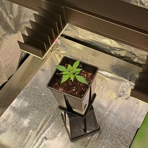Cookies Kush #1 growlog timeline photo