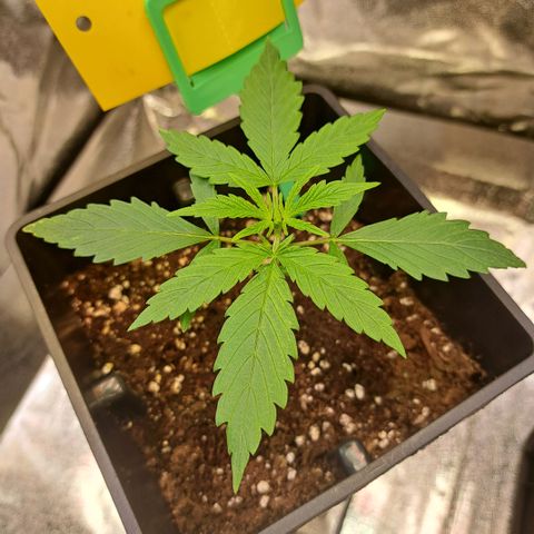 Cookies Kush #1 growlog timeline photo