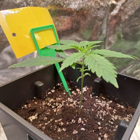 Cookies Kush #1 growlog timeline photo