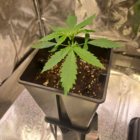 Cookies Kush #1 growlog timeline photo