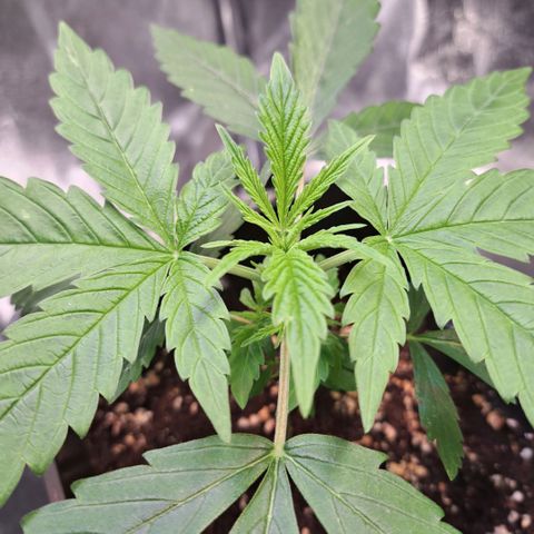 Cookies Kush #1 growlog timeline photo