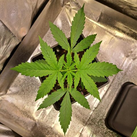 Cookies Kush #1 growlog timeline photo