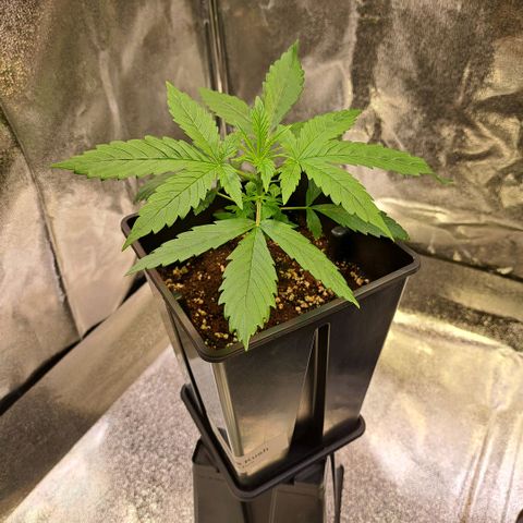 Cookies Kush #1 growlog timeline photo