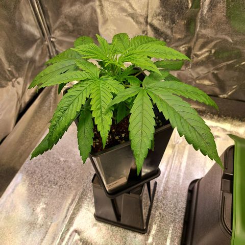 Cookies Kush #1 growlog timeline photo