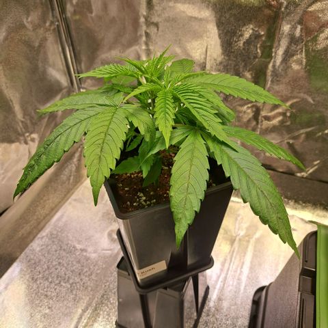 Cookies Kush #1 growlog timeline photo