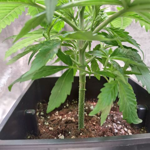 Cookies Kush #1 growlog timeline photo