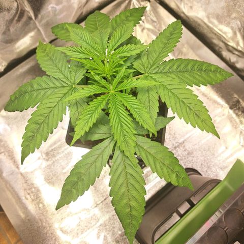 Cookies Kush #1 growlog timeline photo