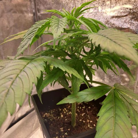 Cookies Kush #1 growlog timeline photo