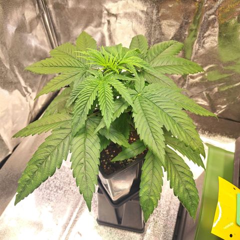 Cookies Kush #1 growlog timeline photo