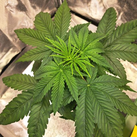 Cookies Kush #1 growlog timeline photo