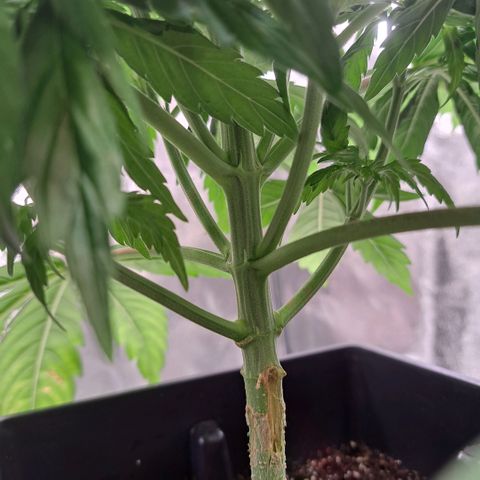 Cookies Kush #1 growlog timeline photo