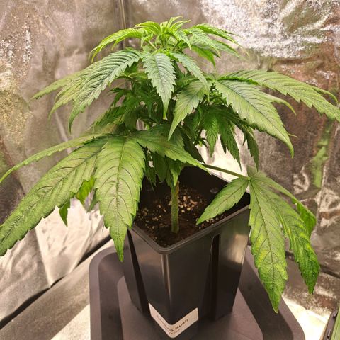 Cookies Kush #1 growlog timeline photo