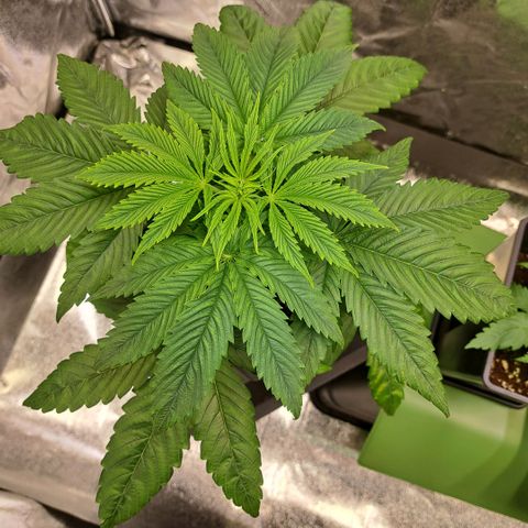 Cookies Kush #1 growlog timeline photo