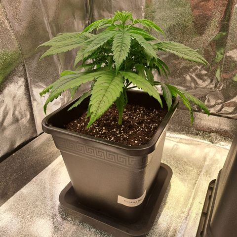 Cookies Kush #1 growlog timeline photo