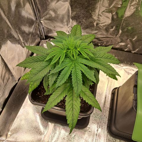 Cookies Kush #1 growlog timeline photo